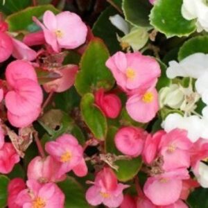 BEGONIA